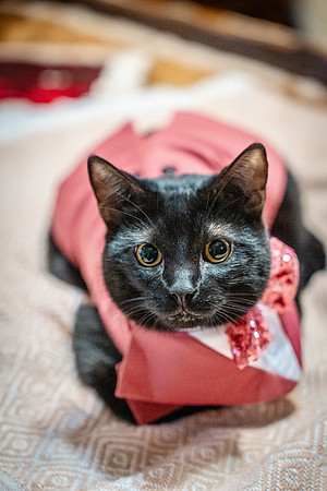 MPW04070
